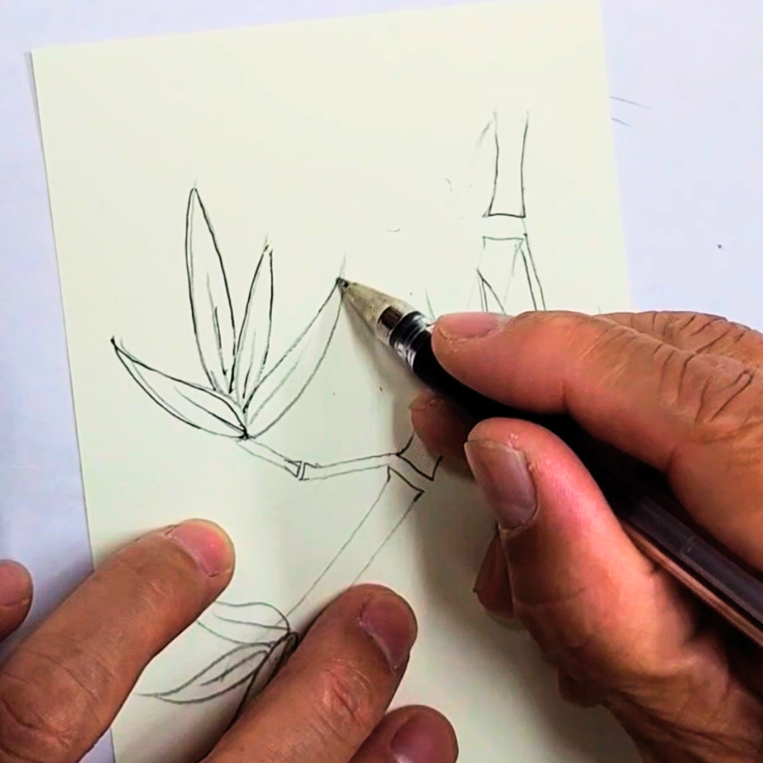 Ballpoint Pen Drawing: The Beauty of Bamboo Part 2