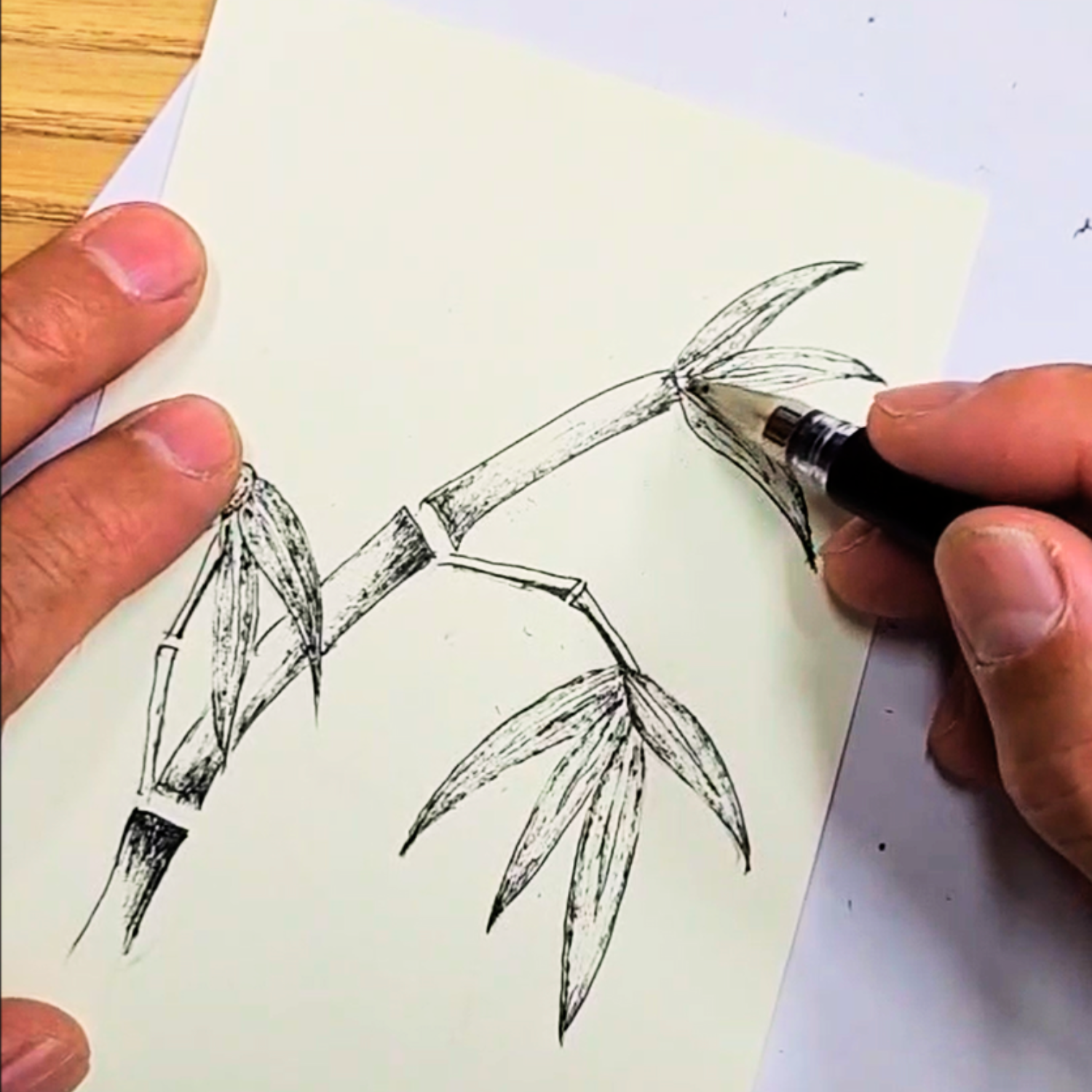 Ballpoint Pen Drawing: The Beauty of Bamboo Part 4