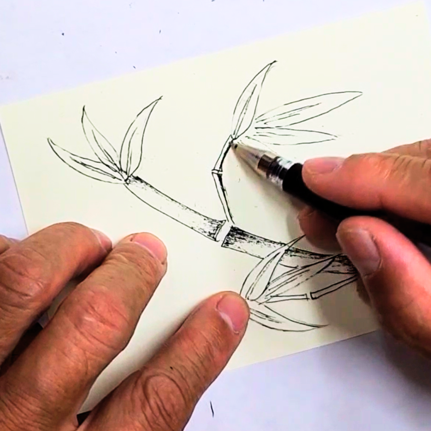 Ballpoint Pen Drawing: The Beauty of Bamboo Part 3